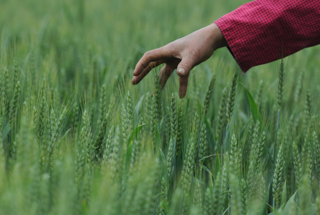 二十四节气图片,5月节气画怎么画