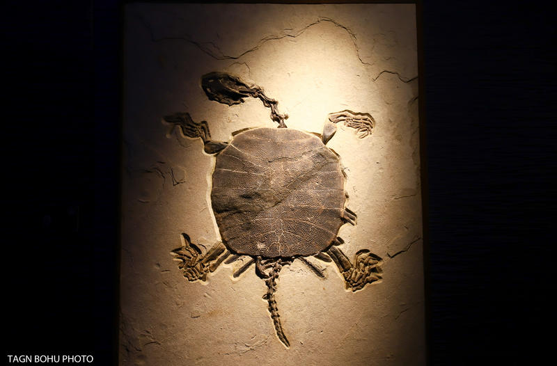 衢州常山春日旅游攻略,常山小众景点