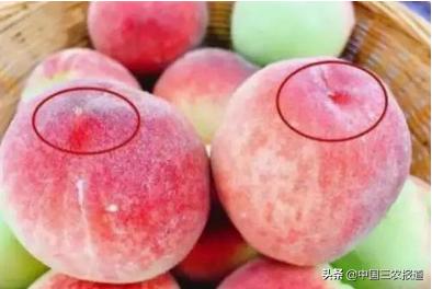 无锡水蜜桃一桃难求,水蜜桃最高可以卖多少元