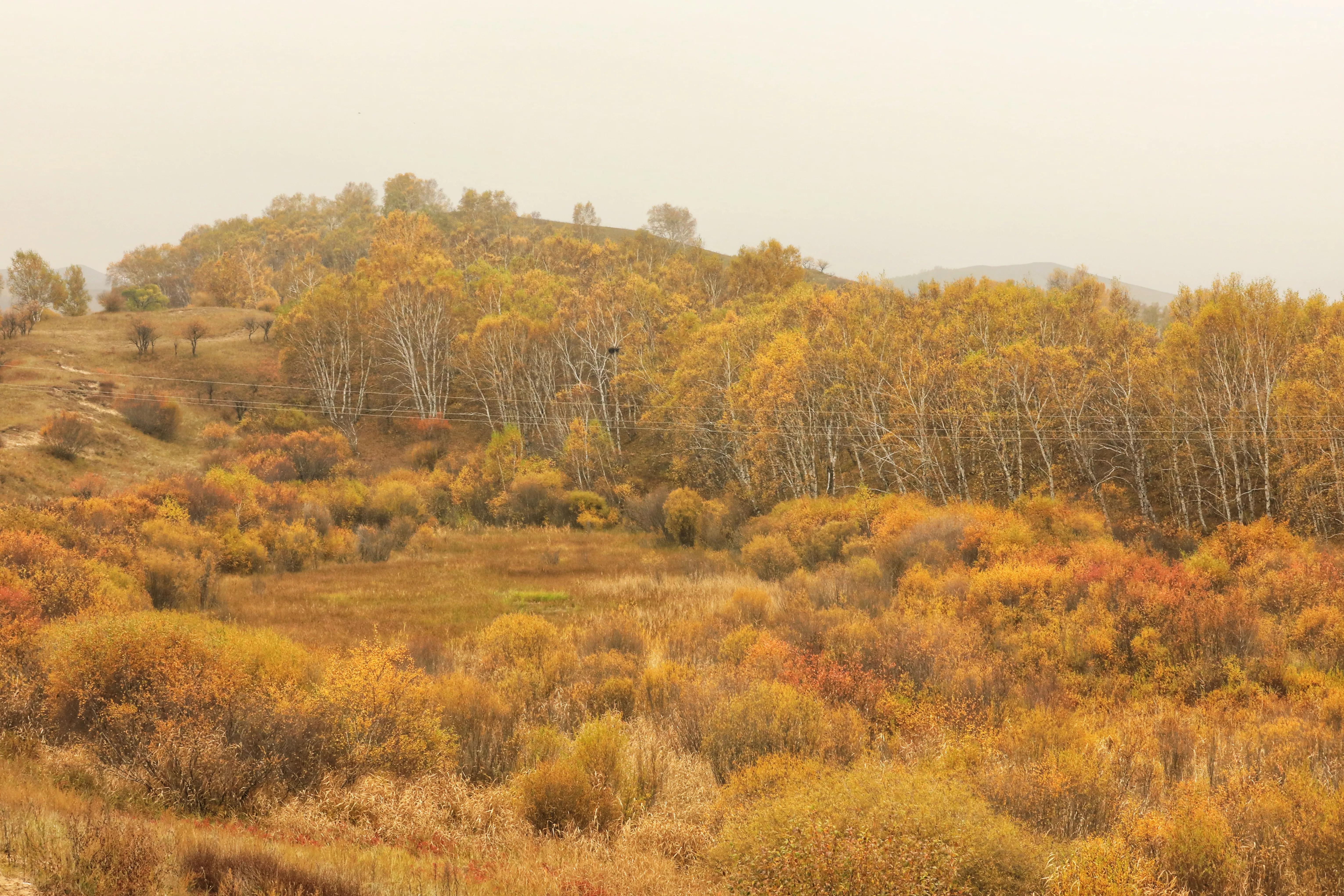 坝上秋色草原,坝上草原游记作文