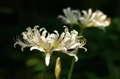 一次性摘各种各样的水果,一次性种很多草莓会怎么样