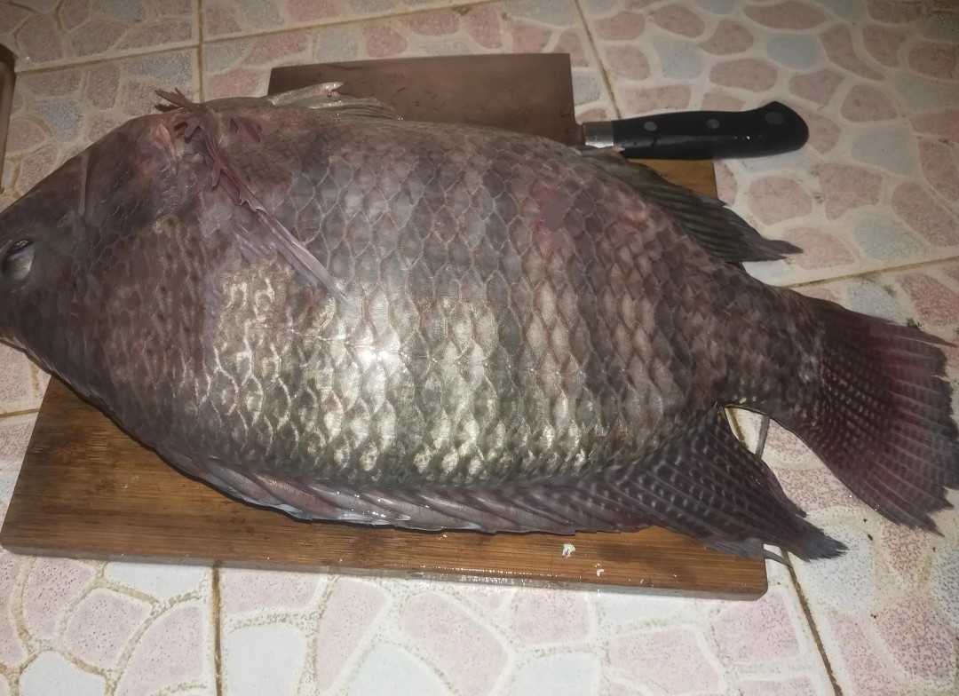 自制冷冻饵实战效果,罗非自制冻饵用什么收水