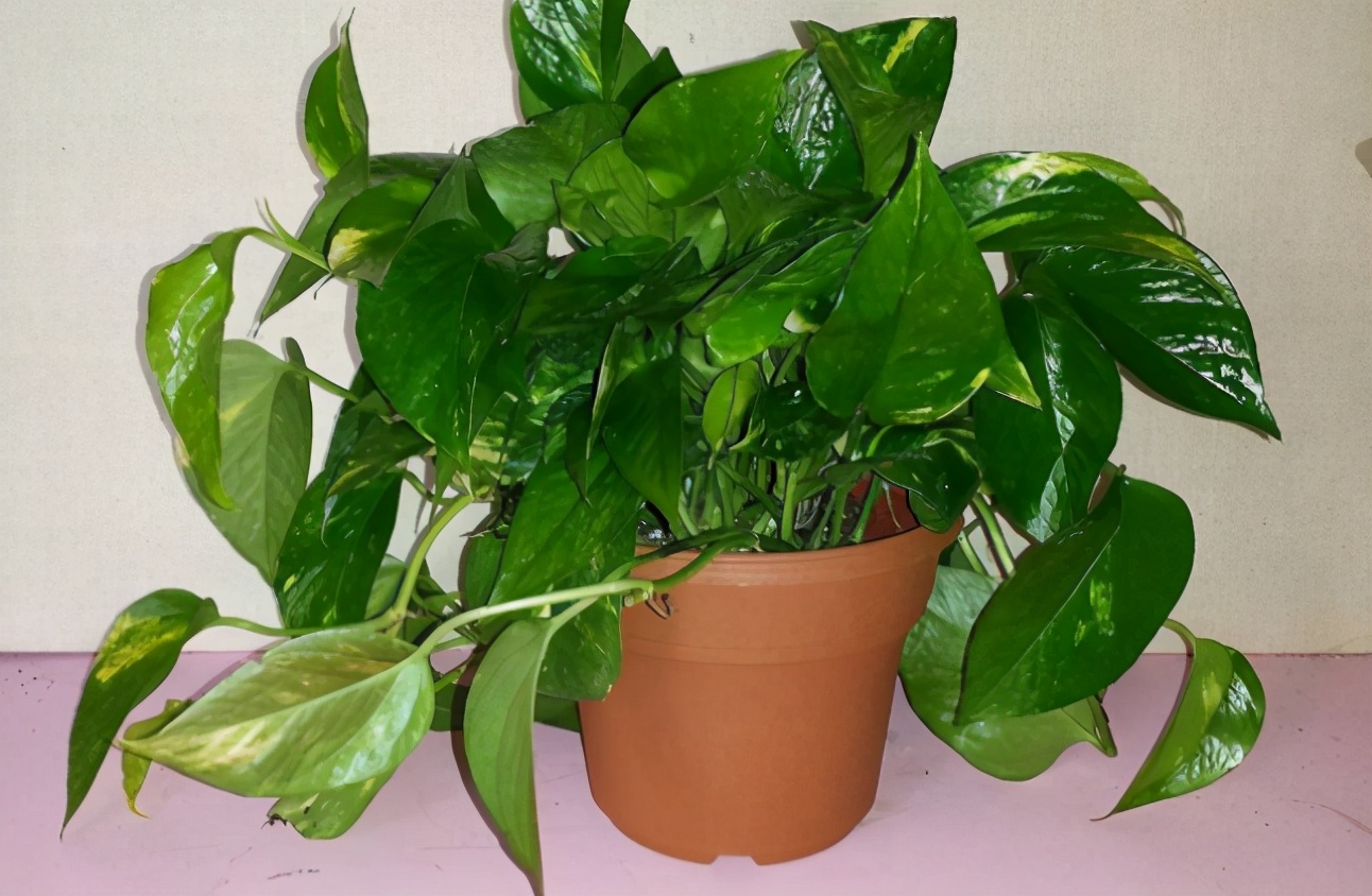 南方怎么养好绿萝花卉盆栽,绿萝大盆栽图片大全