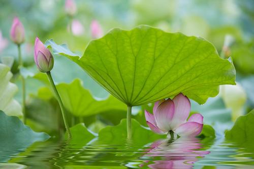 出淤泥而不染濯清涟而不妖说说,出淤泥而不染濯清涟而不妖古诗