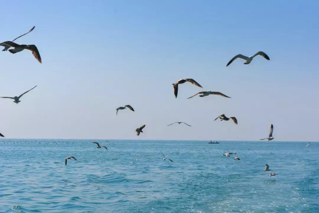 这个夏日25°C的宝藏城市美炸了！海岛、万国建筑、叮叮车..想去