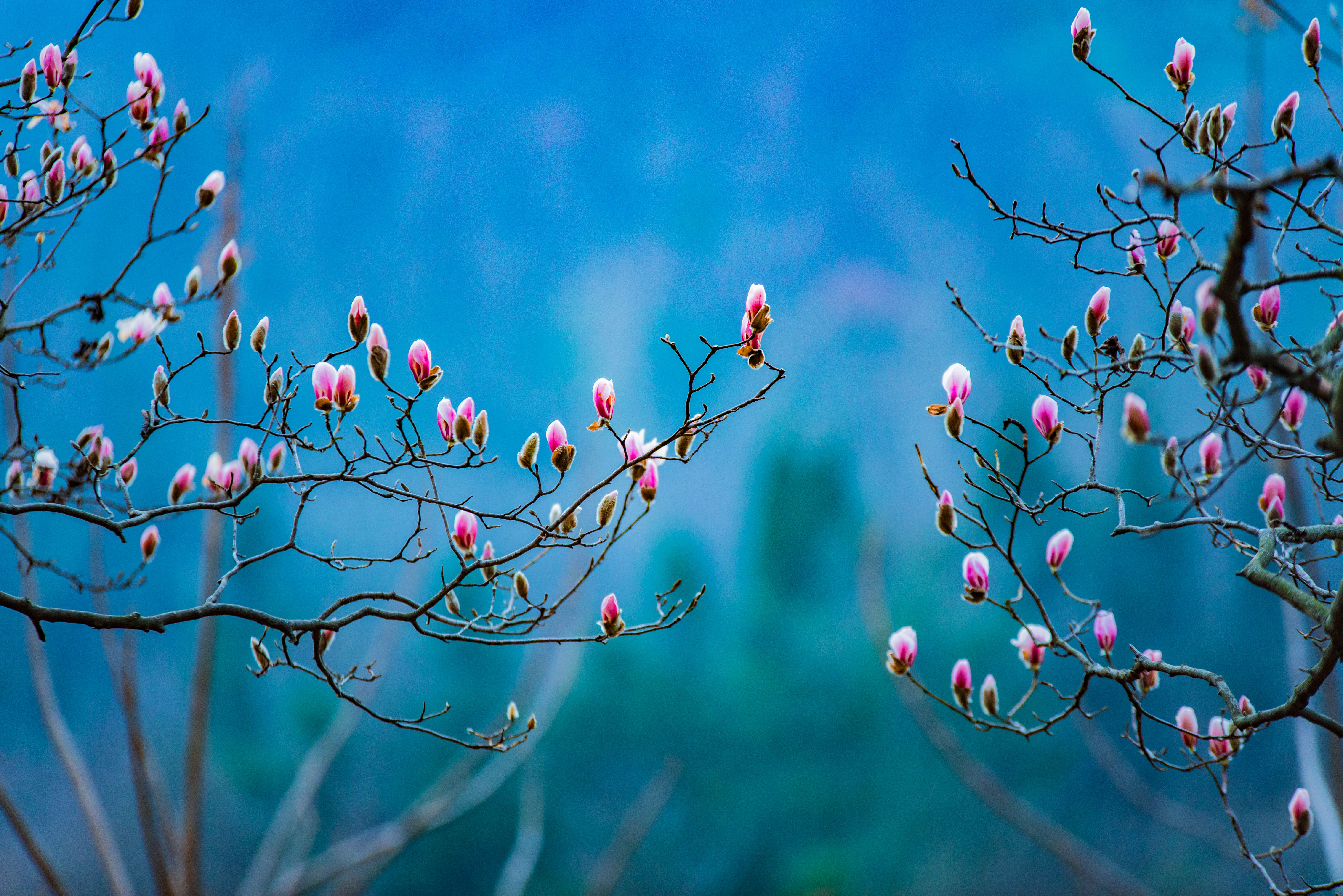 中国最大的野生玉兰,安徽天堂寨玉兰谷