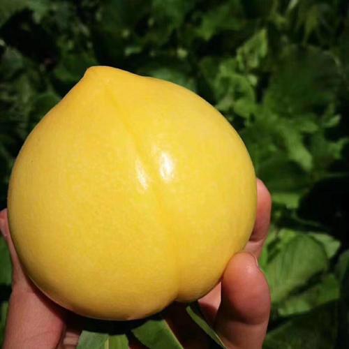 端午节最好的三种水果,端午节来了好吃的水果都上市了