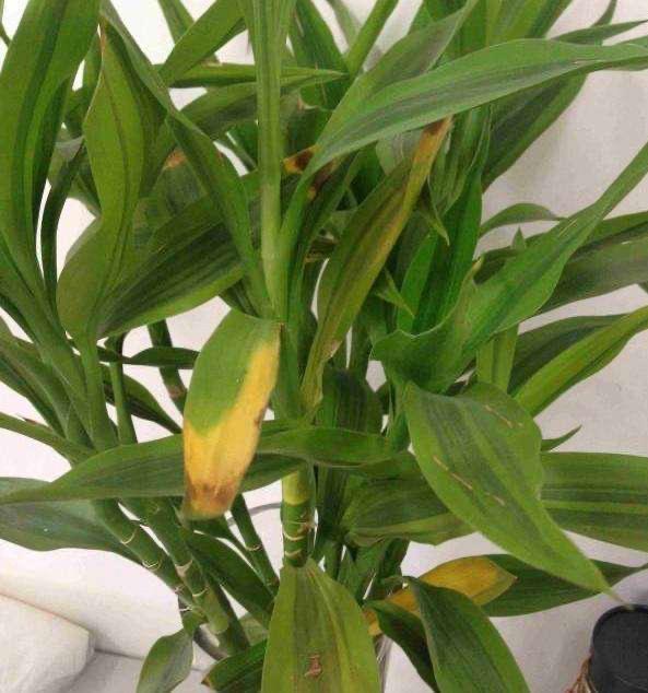 养花水臭怎么办,养花臭水烂根