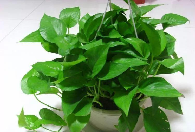 绿萝黄叶什么原因用什么办法解决,绿萝黄叶的原因及解决方法