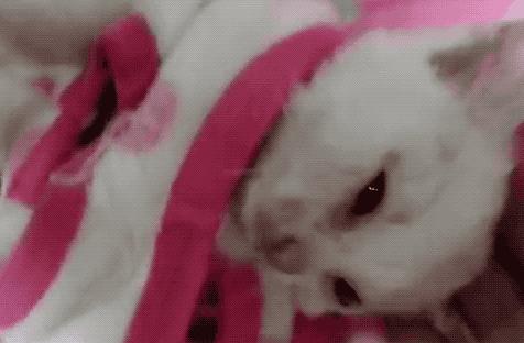 懒人养的猫很粘人吗,猫养得越久越粘人