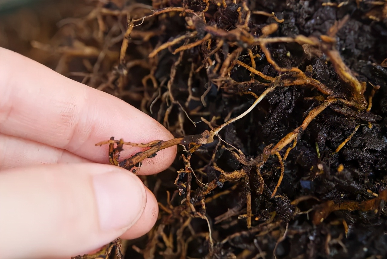 解决各种果树难座果,果树根茎腐病特效药配方