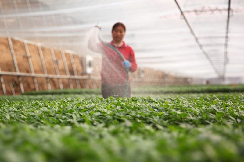 智慧农业自动浇水,家里自动浇花