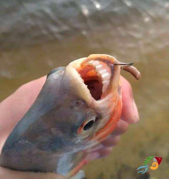 钓红鲳鱼最佳时间,淡水鲳鱼怎么钓淡水红鲳鱼