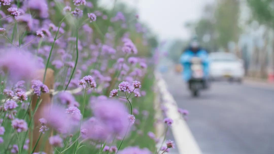 西安花海小森林,西安周边适合郊游野餐的地方