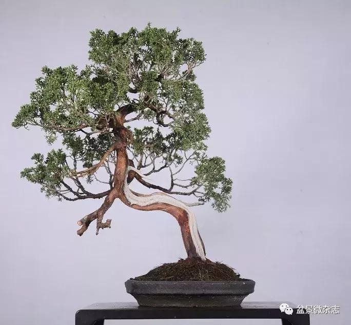 日本微型盆景的风格,日本盆景植物大全