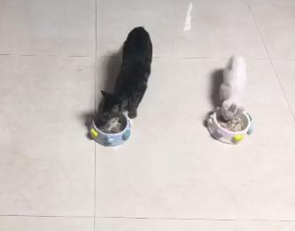 一个月的小猫被粘鼠板粘住了,猫粘鼠板救流浪猫