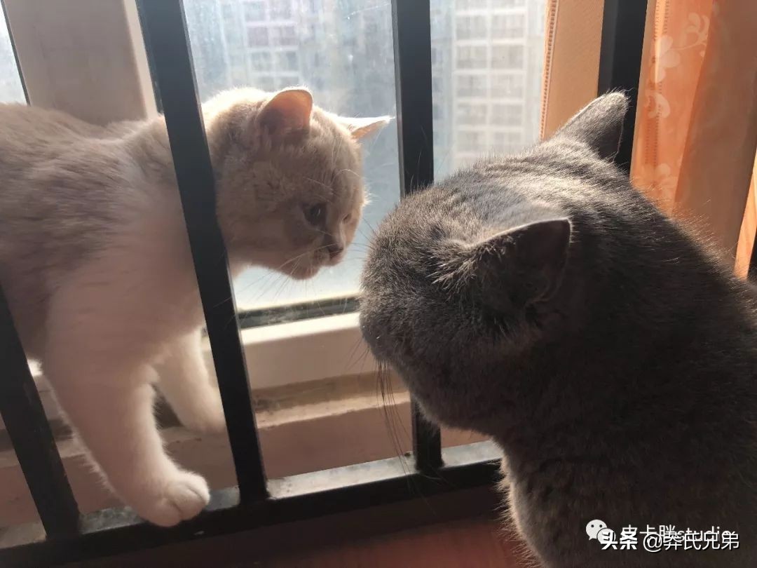 可爱小奶猫刚生出成长日记,一只小奶猫的成长过程