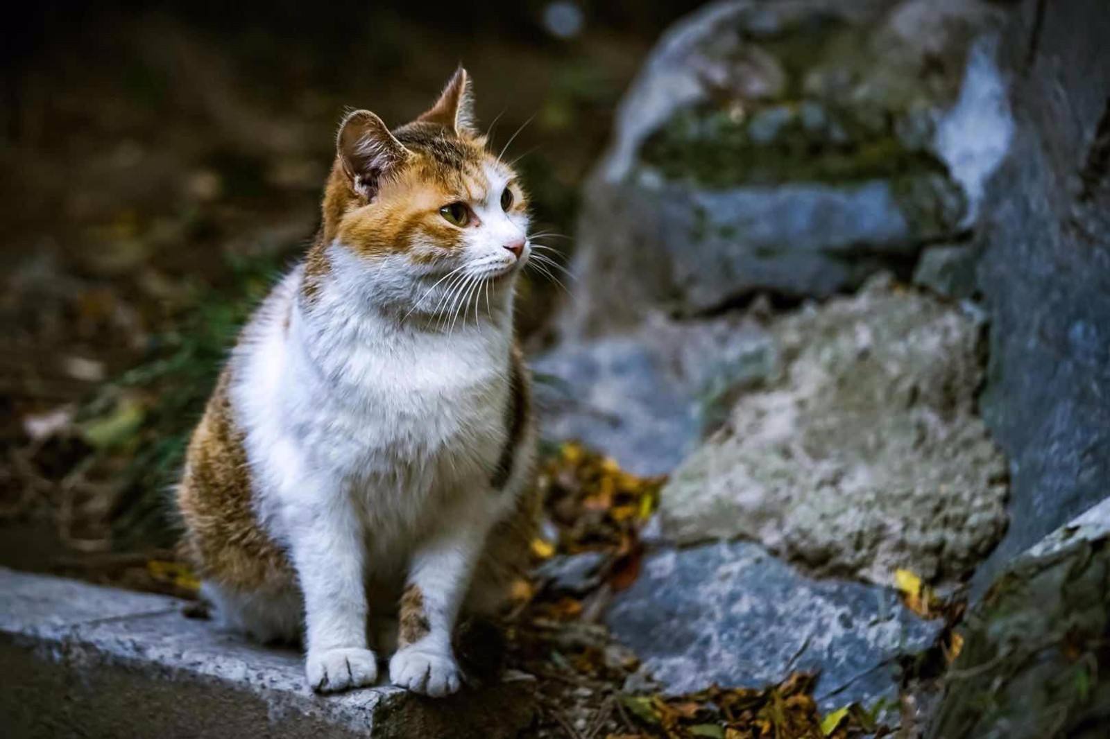 好心人给流浪猫喂食物,给流浪猫喂食物偷偷偷走小流浪猫