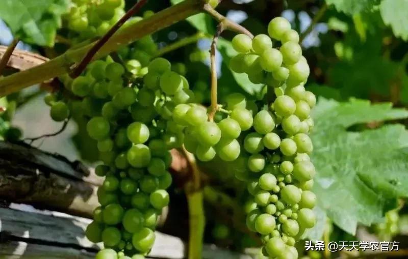 葡萄的花期管理技巧,葡萄花期打什么能高产