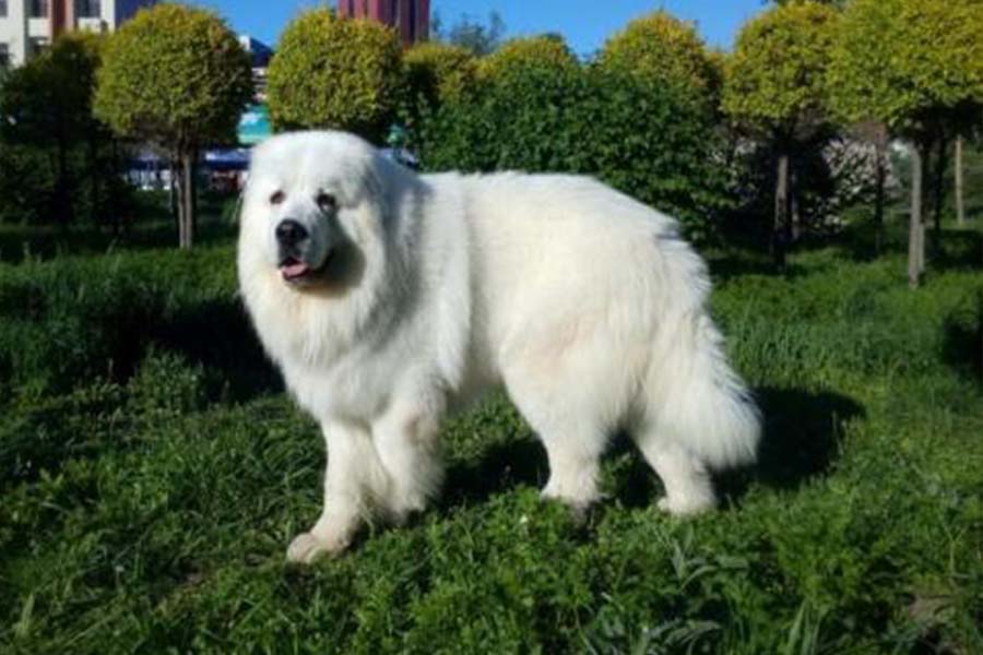 大白熊犬有多可爱,大白熊的特点和缺点