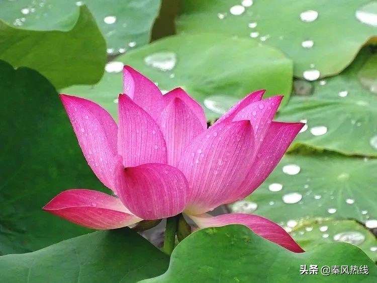 履职尽责勇担当——兴平市川流寨村*党**支部书记兼村委会主任张小川