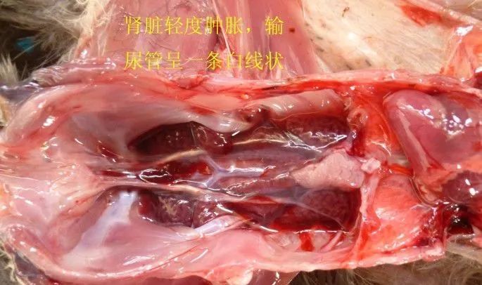 家禽常见疾病及检测方法书籍,家禽养殖疾病诊断