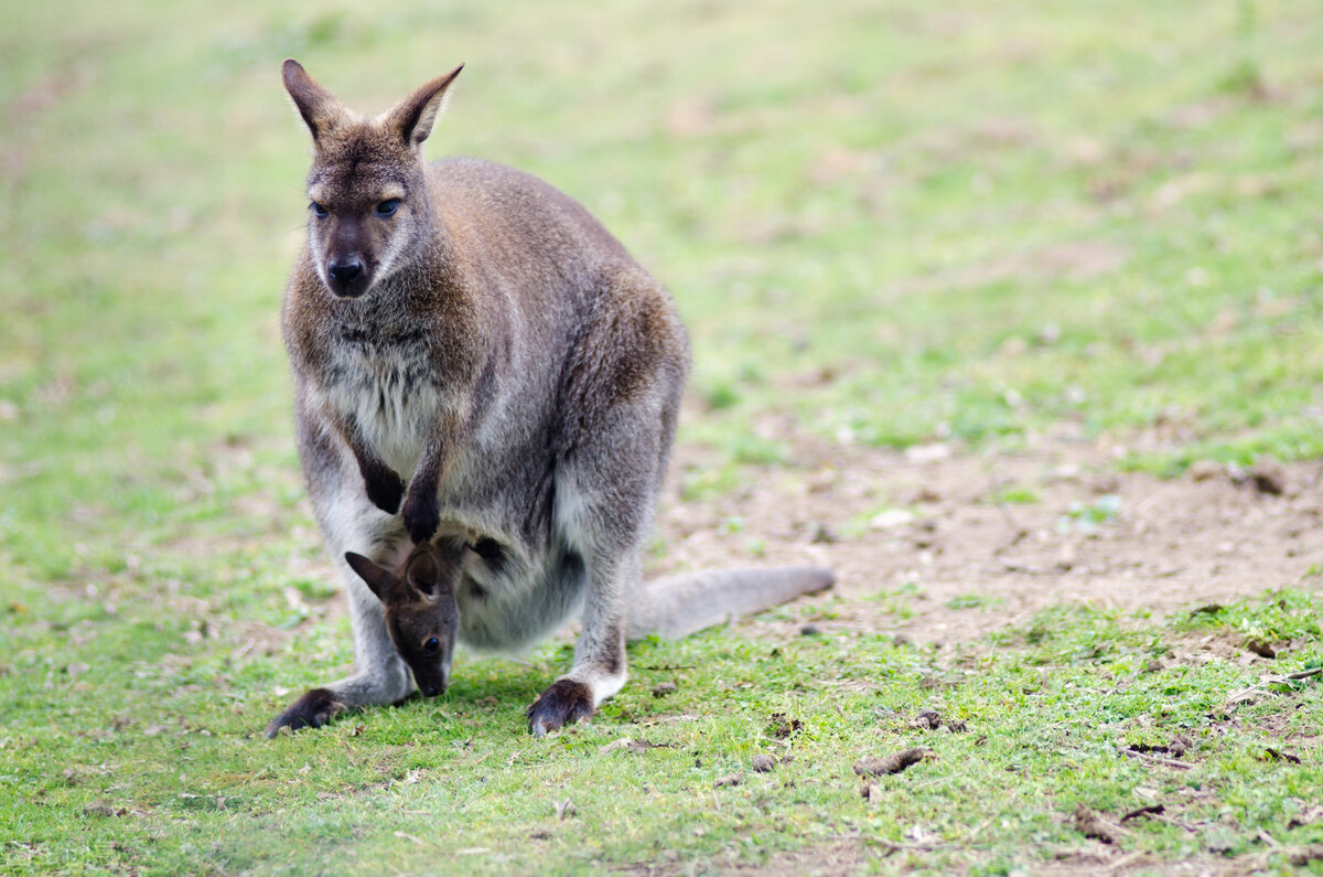 澳大利亚十种冷知识 (三分钟了解澳大利亚)
