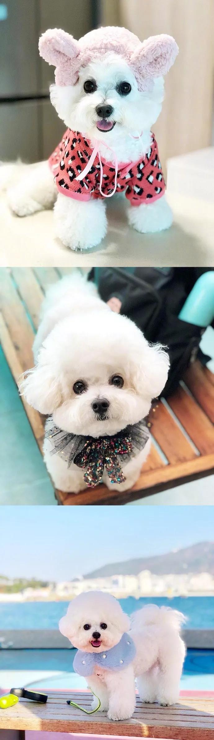 一只很可爱的小比熊,小比熊的造型