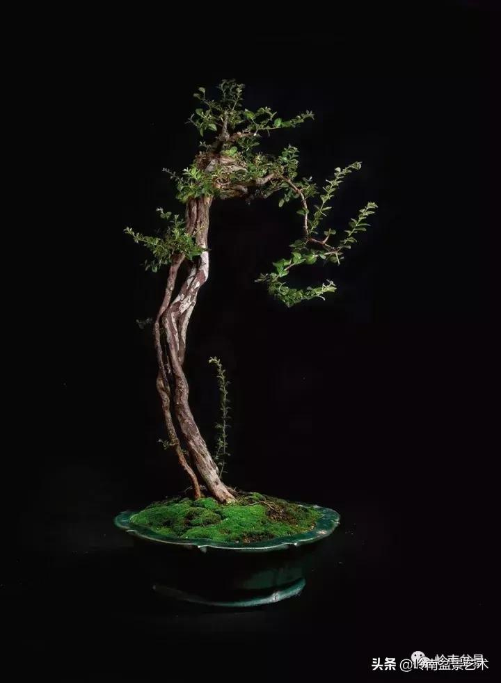 最美的100盆雀梅盆景,雀梅盆景第一年修剪视频