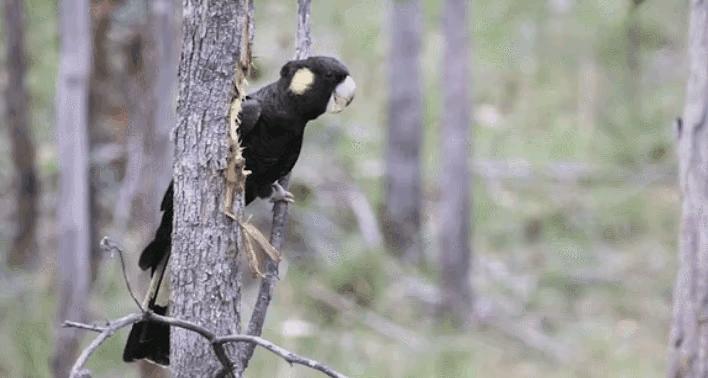 30个关于动物的冷知识,关于动物的冷知识50字