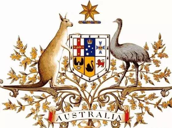 比狗还不如！澳洲国宝袋鼠做宠物口粮，就因为数量太多了……