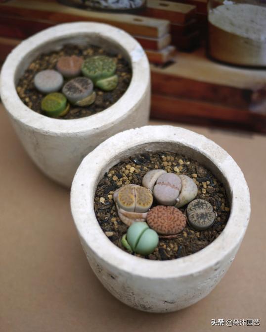 生石花扒皮看什么,生石花皮要扒吗