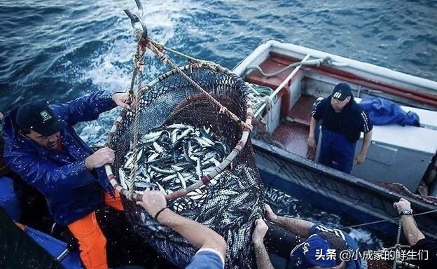 渔民常见捕获海鲜以及价格,野捕海鲜