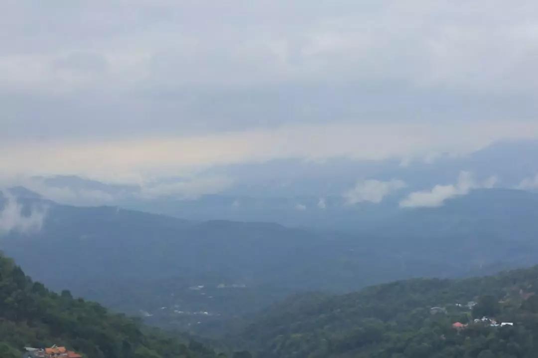 黄金叶冰岛昔归,昔归黄金叶普洱生茶