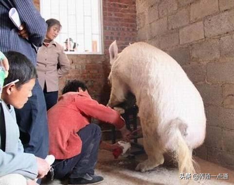 养猪大户经验分享,养猪的经验和策略