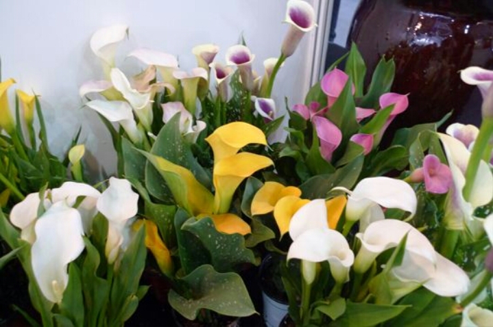 彩色马蹄莲怎么养爱开花图片,彩色马蹄莲夏季的养殖方法