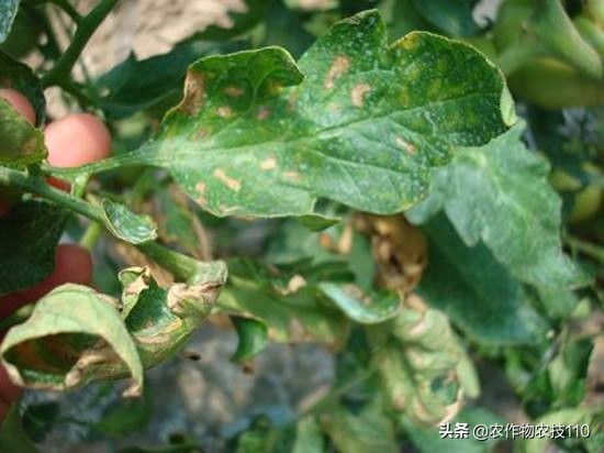 大棚西红柿阴雨天能打枝吗,阴雨天西红柿大棚湿度大怎么办