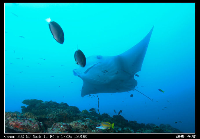 巨鲸轰炸机,鳐鱼战斗机