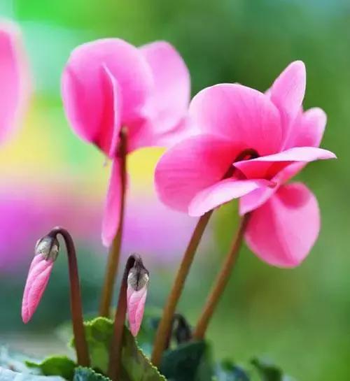 100种花的花语以及送花礼仪分享,100种花的名字和图片带花语