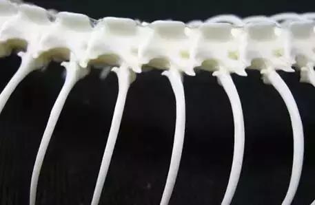 马骨手串圆珠,马骨手串价格及图片