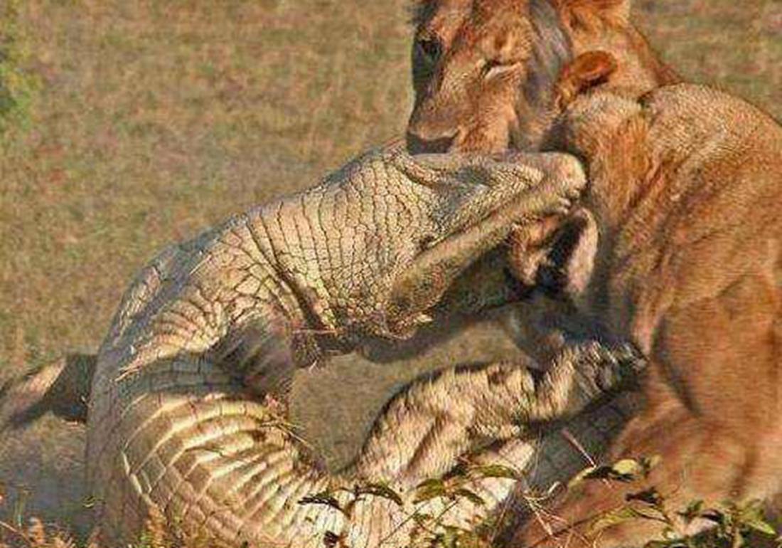 鳄类的养殖与利用,鳄鱼养殖需要注意什么