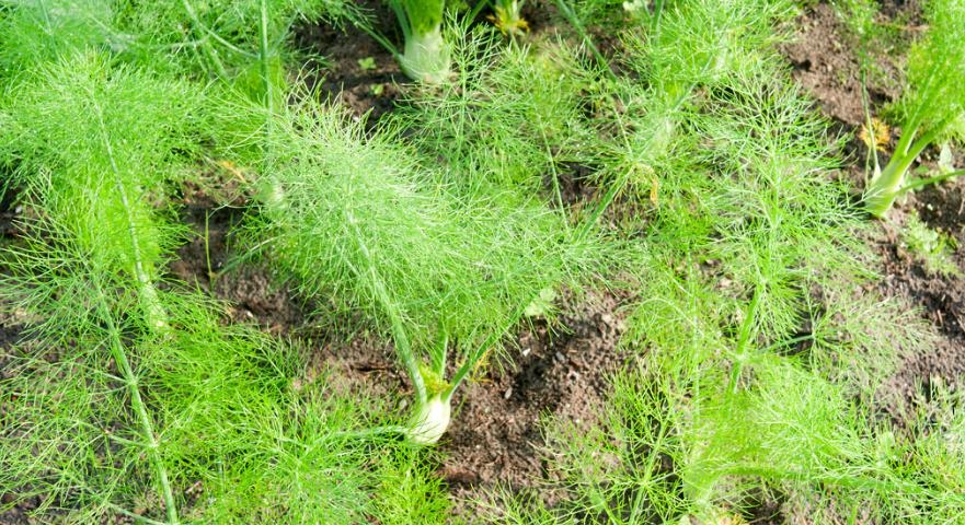 初夏季节种植什么蔬菜,霜降后种植什么蔬菜可以越冬