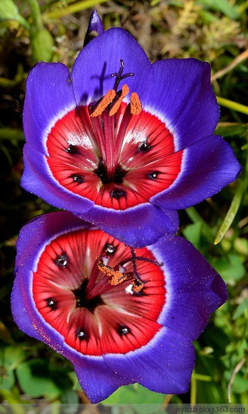 最好记的花名大全,很难得一见的花