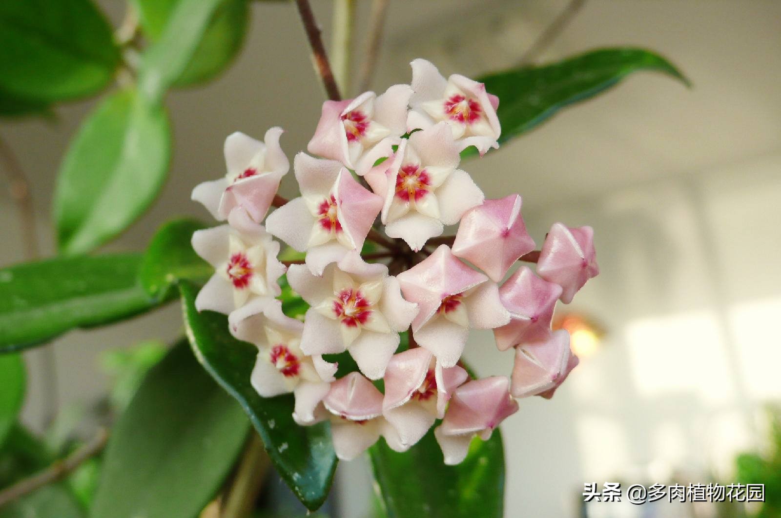 球兰花怎么养才能开花,球兰怎么才能开花