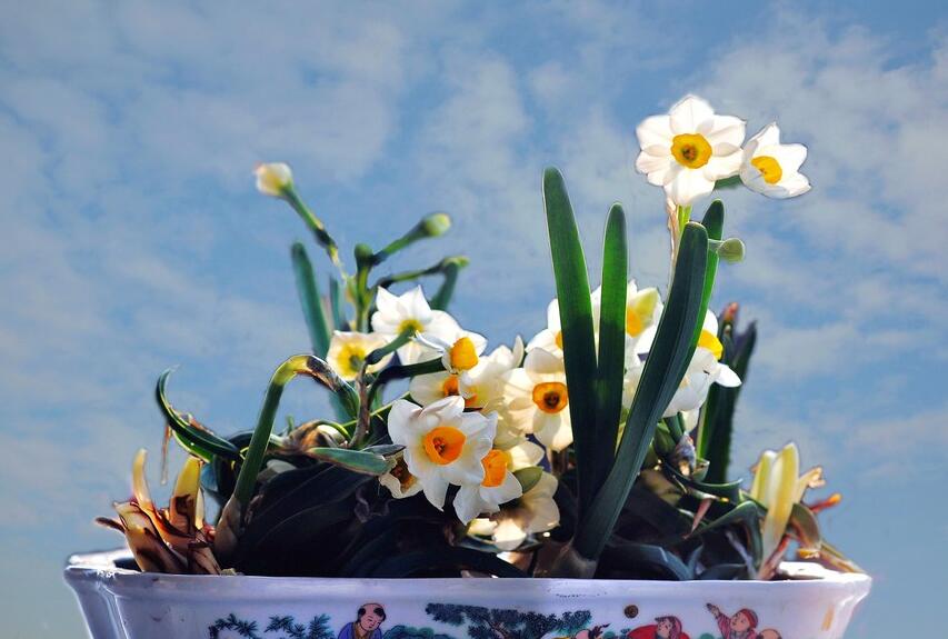 水仙花叶子黄了用什么办法挽救,水仙花有黄叶怎么补救