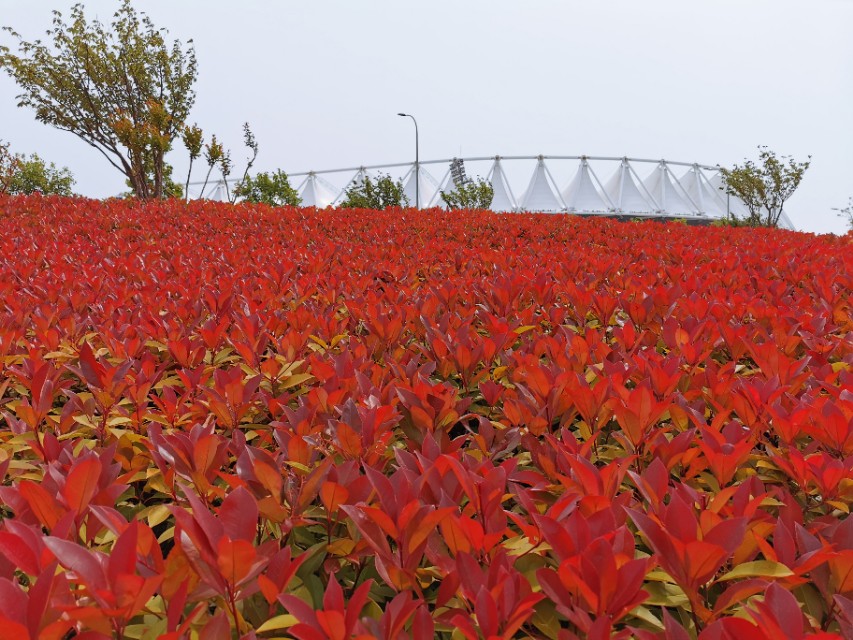 青岛高新区的公园让人们享受,青岛有个特别美的地方