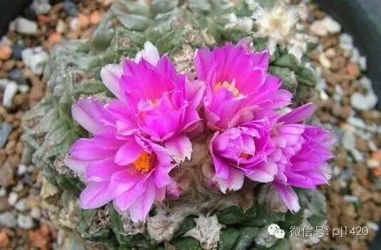 一棵牡丹能长到多大,一棵牡丹花能活多少年