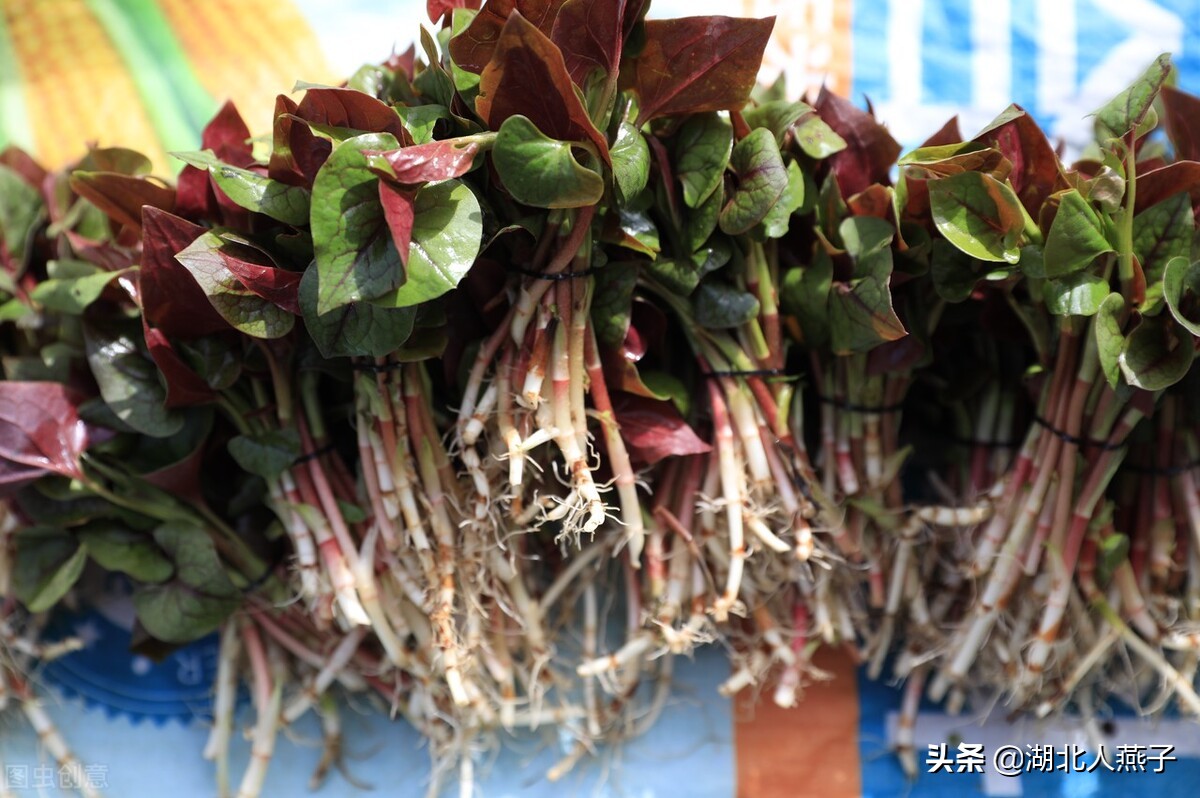 常见野菜的种类和图片大全 (各种野菜大全带图片)