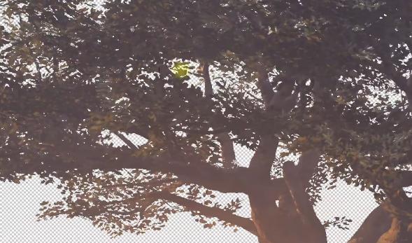 pslab灰色背景通道抠图,ps教程通道调色实例