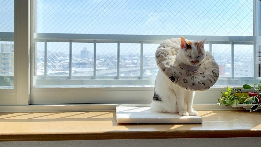 家猫得了尿闭症,家里的猫尿血吃什么药